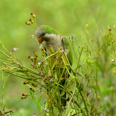 Monk Parakeet (2)